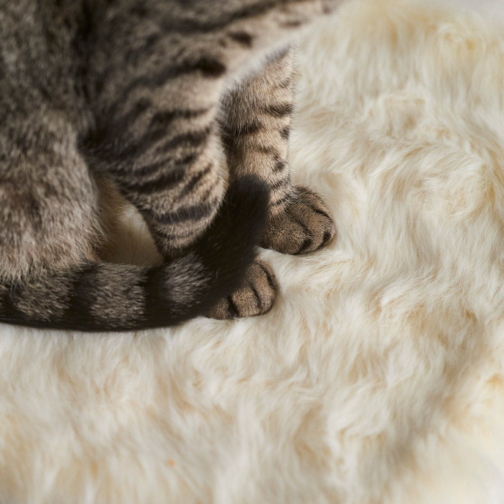 PawsPrank Floof Luxury Cat Blanket
