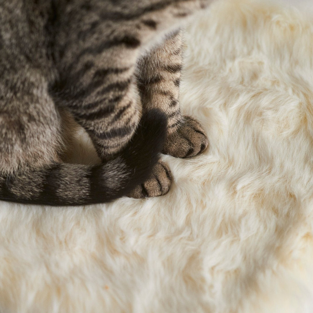 PawsPrank Floof Luxury Cat Blanket