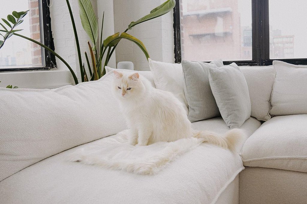 PawsPrank Floof Luxury Cat Blanket