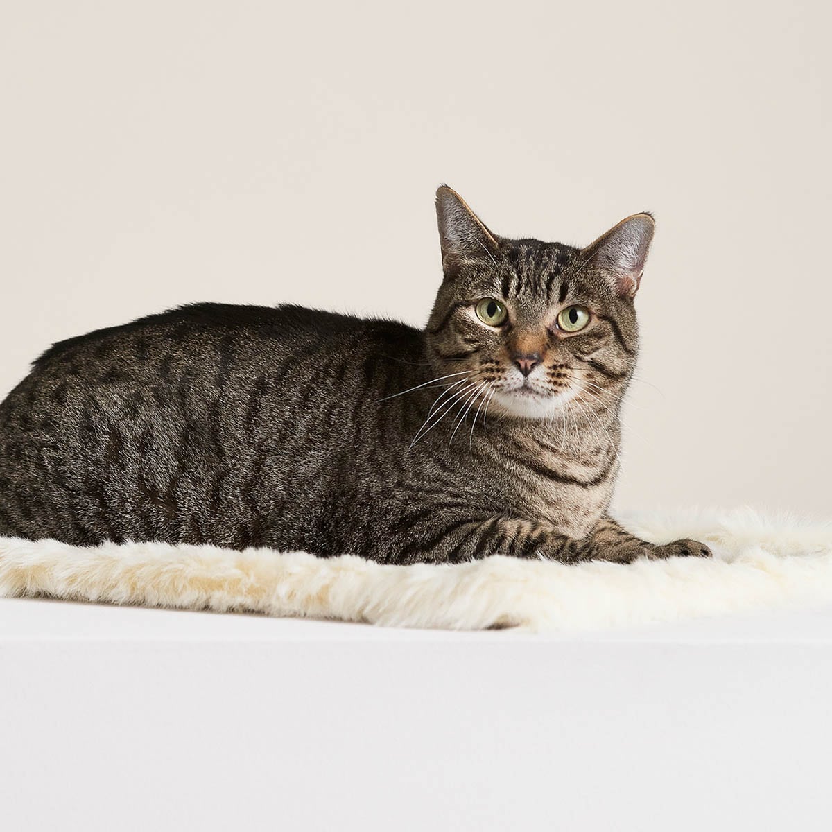 PawsPrank Floof Luxury Cat Blanket