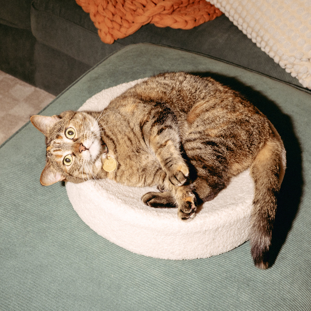 PawsPrank Cloud-9 Orthopedic Cat Bed - Faux Shearling & Memory Foam